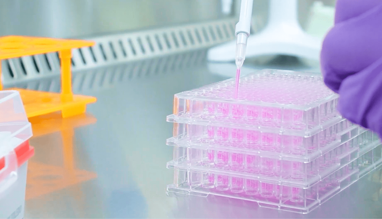 A gloved hand uses a pipette to dispense pink liquid into a clear 96-well microplate inside a clean laboratory environment.